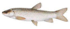 Ctenopharyngodon idella